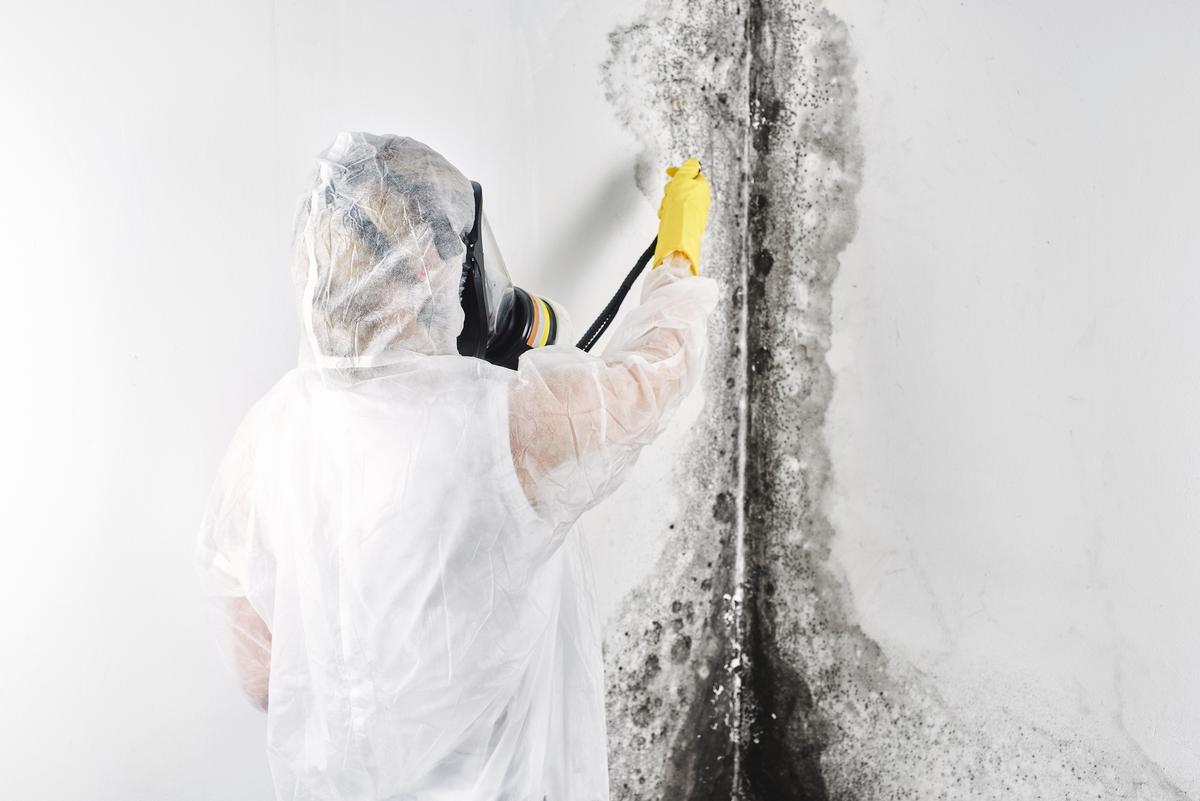 What Should I Do About Mold Removal?