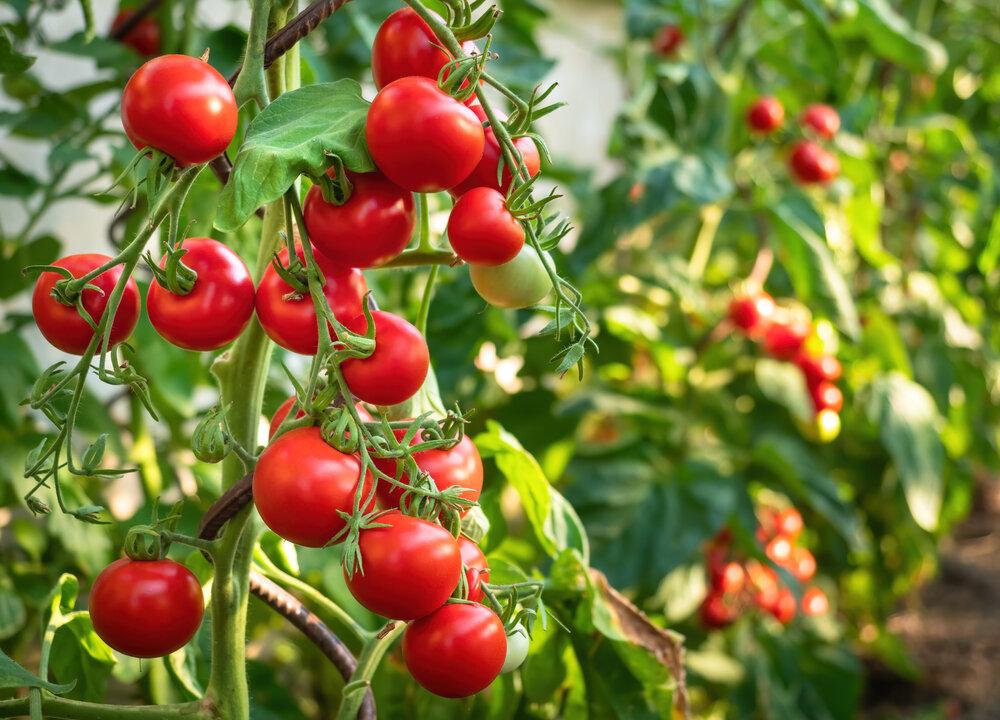 The Art of Companion Planting, Part 2: Vegetables and Herbs