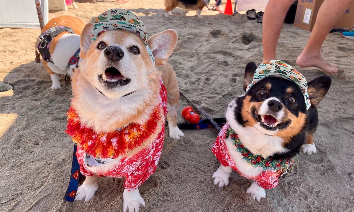 ‘Corgi Beach Day’ Packs Huntington Beach Shore