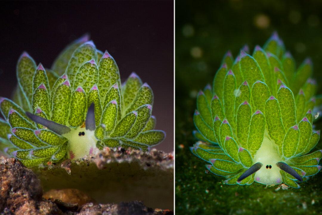 Fun Photos: The Most Adorable Sea Slug That Looks Like a Sheep and Powers Itself Like a Plant