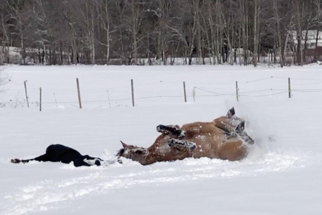 VIDEO: Horse Makes Snow Angels With Her Owner ‘Like We Did as Kids,’ and See How She Enjoys It