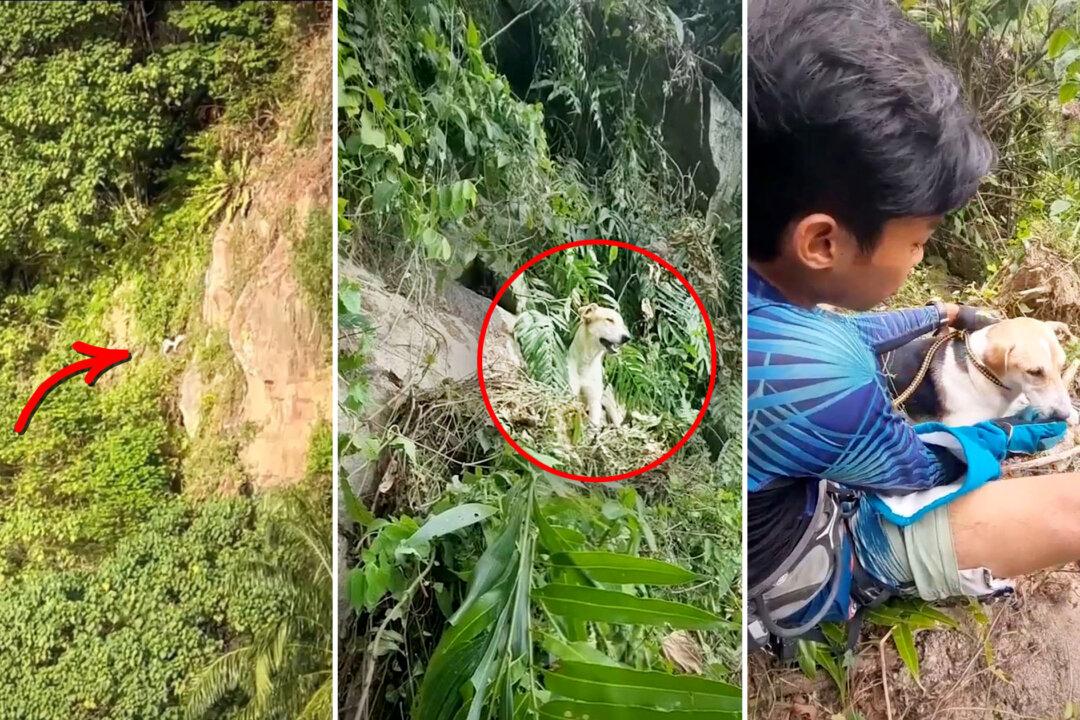 VIDEO: Locals Hear Dog Stranded on Cliff Barking for Help After 4 Days—Here’s What They Did Next