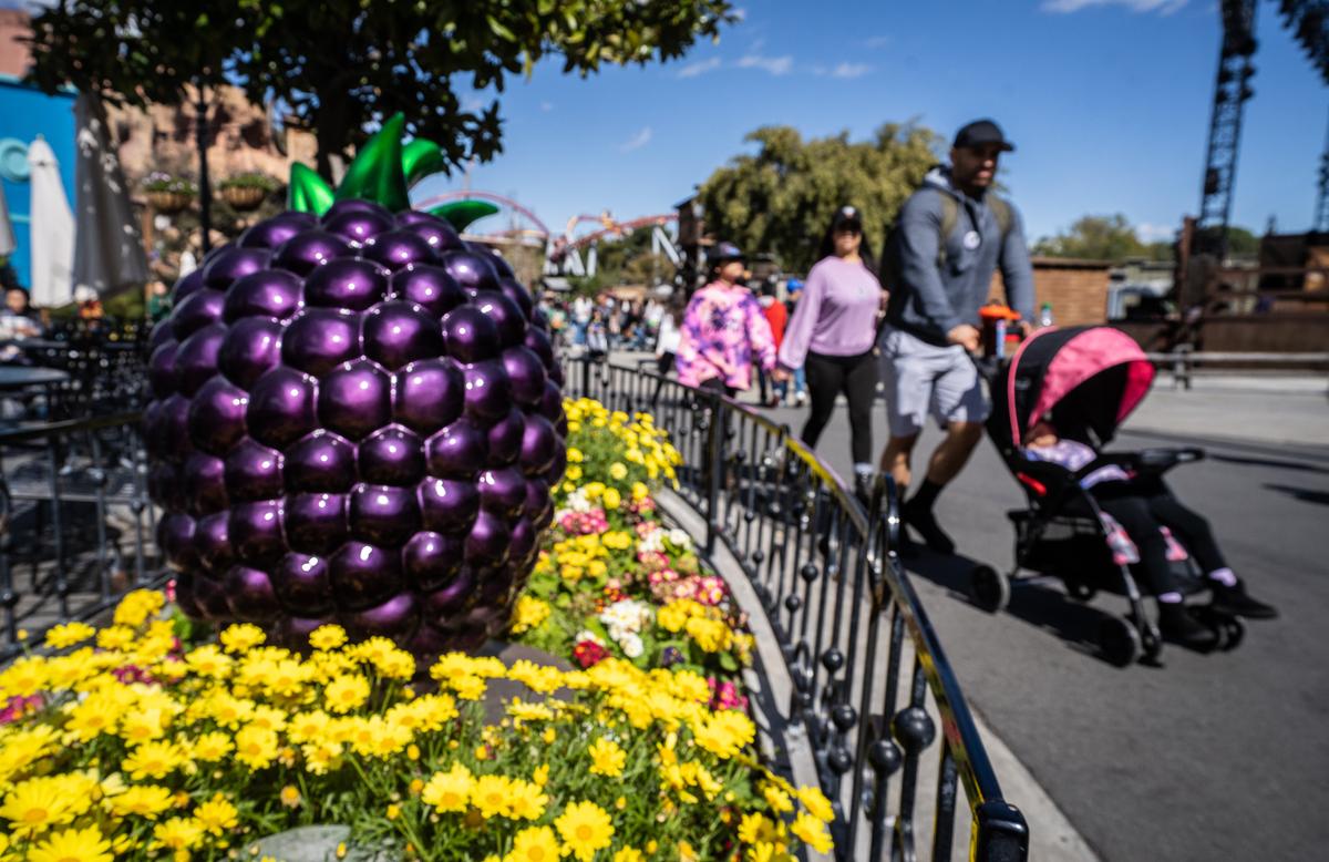 National Boysenberry Day Celebrated at Knott’s Berry Farm Annual Festival