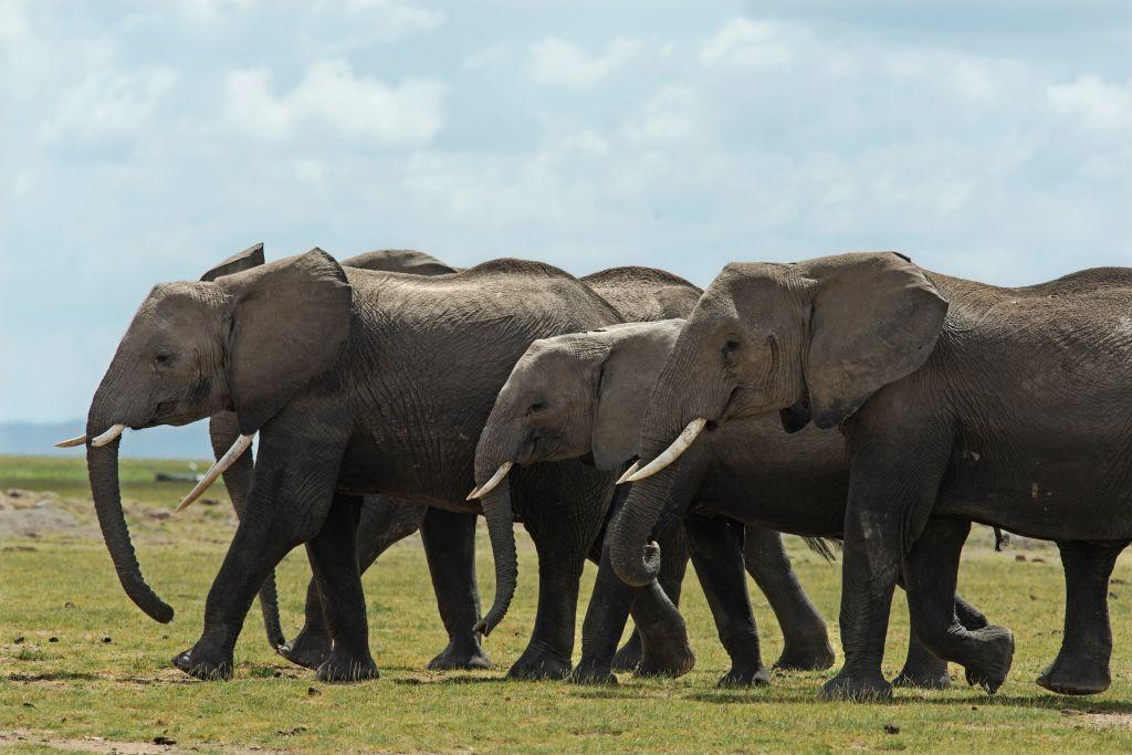 African Elephants Use Unique Body Odour to Communicate, Research Shows