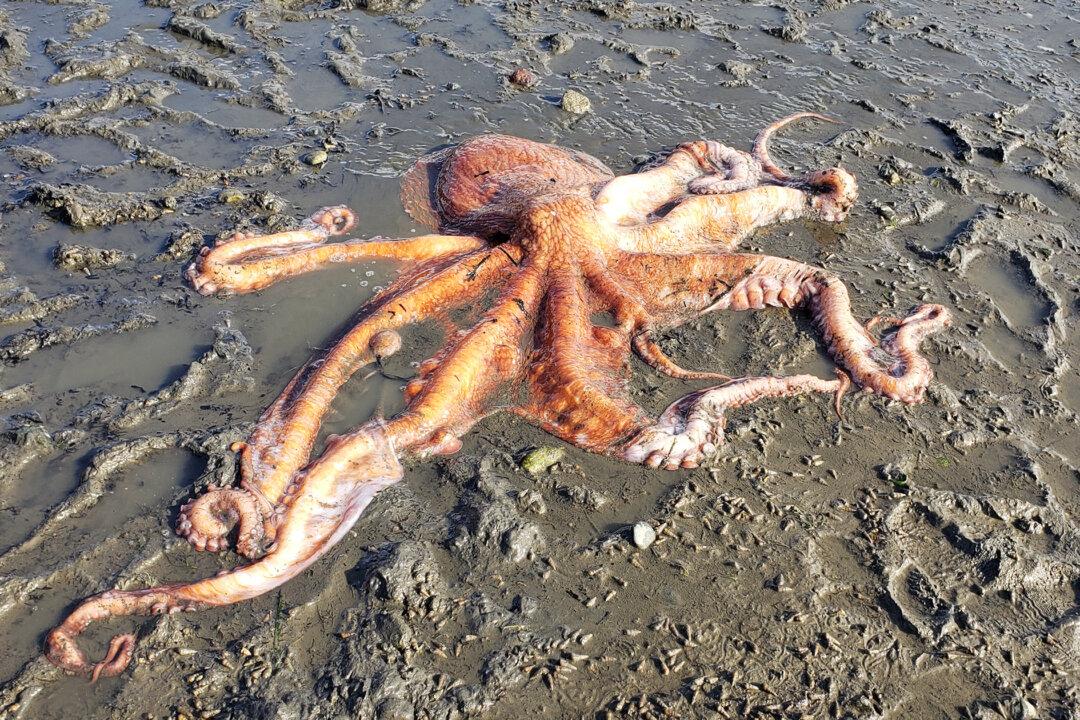 Concerned Family Helps Rescue Giant Pacific Octopus Stranded at Low Tide in State Park