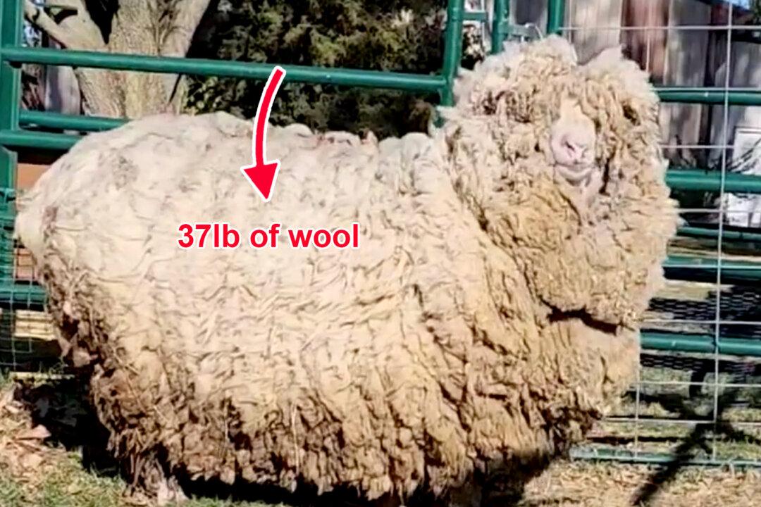 Sheep Not Sheared in 6 Years Loses 37 Pounds of Wool—And She Can’t Stop Smiling, Hopping Around