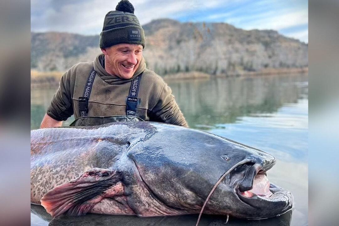 Angler Sees Tug on Line, Battles 222-Pound Monster Catfish That Drags Him Half-Mile Downriver
