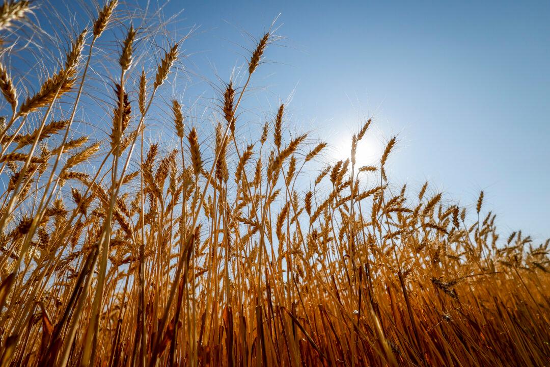 China’s Largest Food Processor Sued for Alleged Manipulation of Australian Wheat Prices