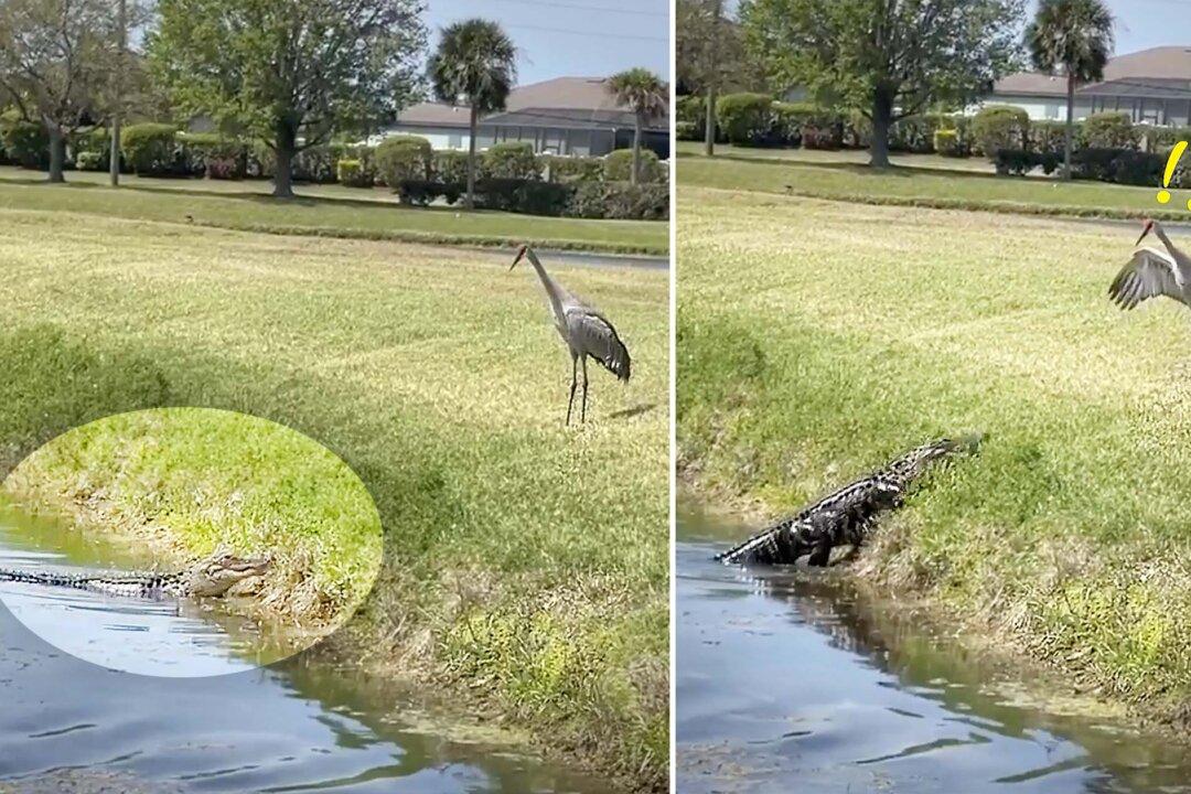 VIDEO: Bird Humiliates 8-foot Florida Alligator After Tense Standoff, Sends It Scurrying Back to Pond