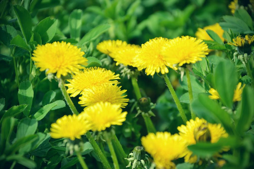 The Dandelion as a Symbol of Hope: O. Henry’s Short Story ‘Springtime a la Carte’