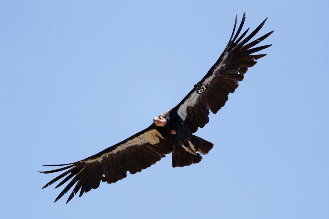 Avian Flu Kills 3 California Condors in Northern Arizona