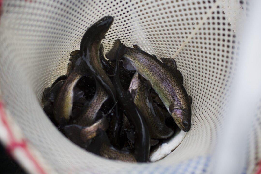 Whirling Disease Detected at New Mexico Fish Hatchery