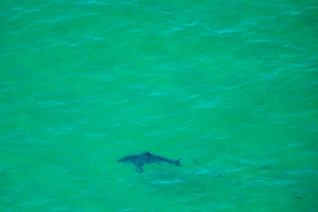 Man, 58, Attacked by Shark While Surfing Off Honolulu