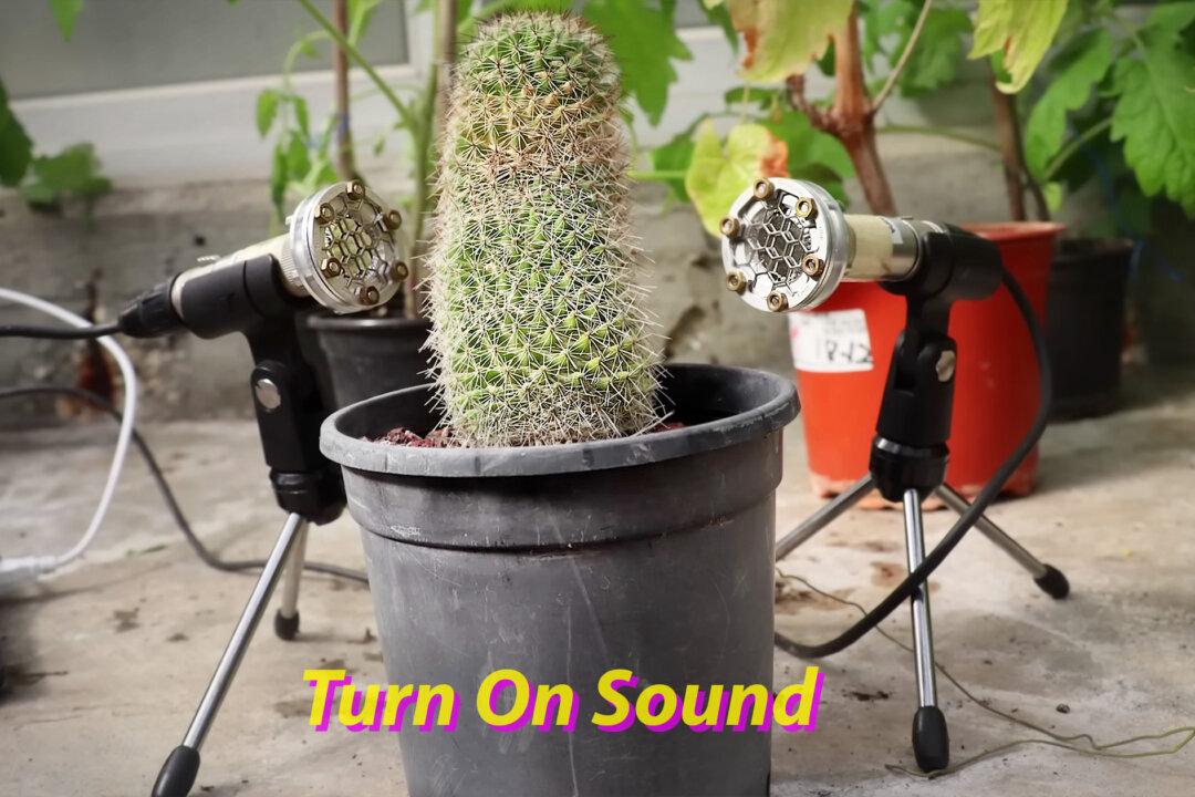 ‘Singing’ Plants? Researchers Discover Plants Make High-Frequency Noise—And It Sounds Like This