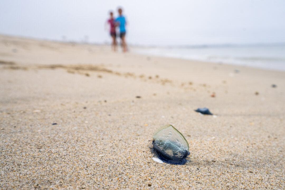 Strange Jellyfish Creatures Wash Ashore in Southern California