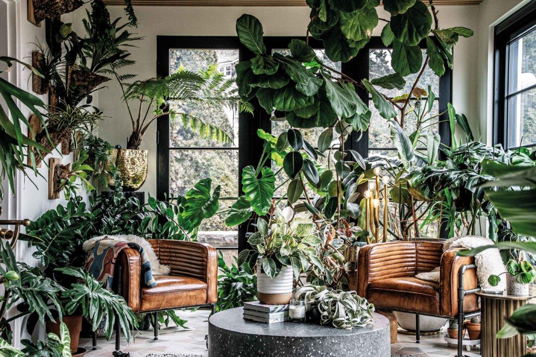 Plant Guru Hilton Carter: How to Transform Your Home and Heart With Houseplants