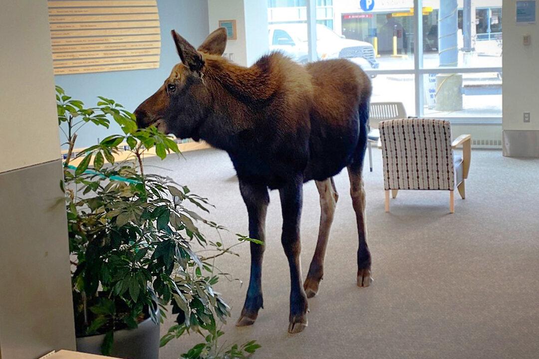 Medical Staff in Alaska Shocked by Moose Feasting on Lobby Plants in Hospital—And the Photos Go Viral