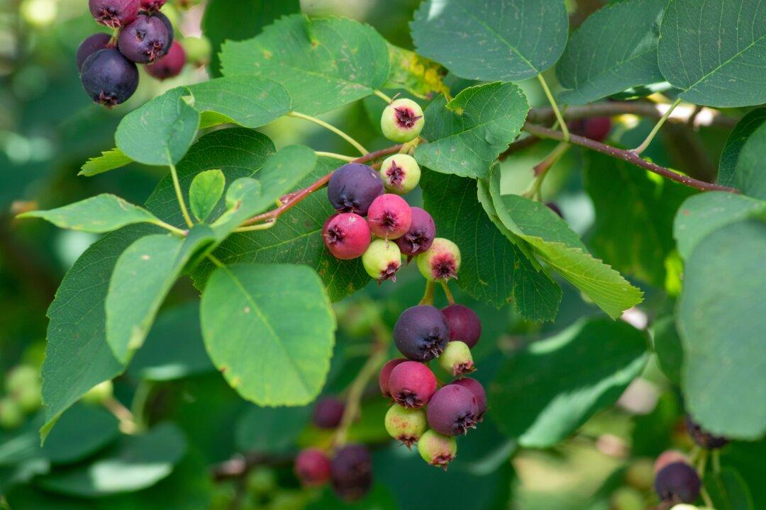 Trees for Wet-Then-Dry Soil