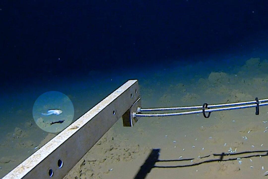 World’s Deepest Fish Discovered Over 27,000 Feet Below Sea Level, See How It Looks