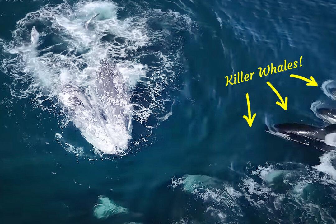 VIDEO: 30 Killer Whales Gang Up on 2 Adult Gray Whales in Grisly Hunt Lasting Nearly 6 Hours–Will They Survive?