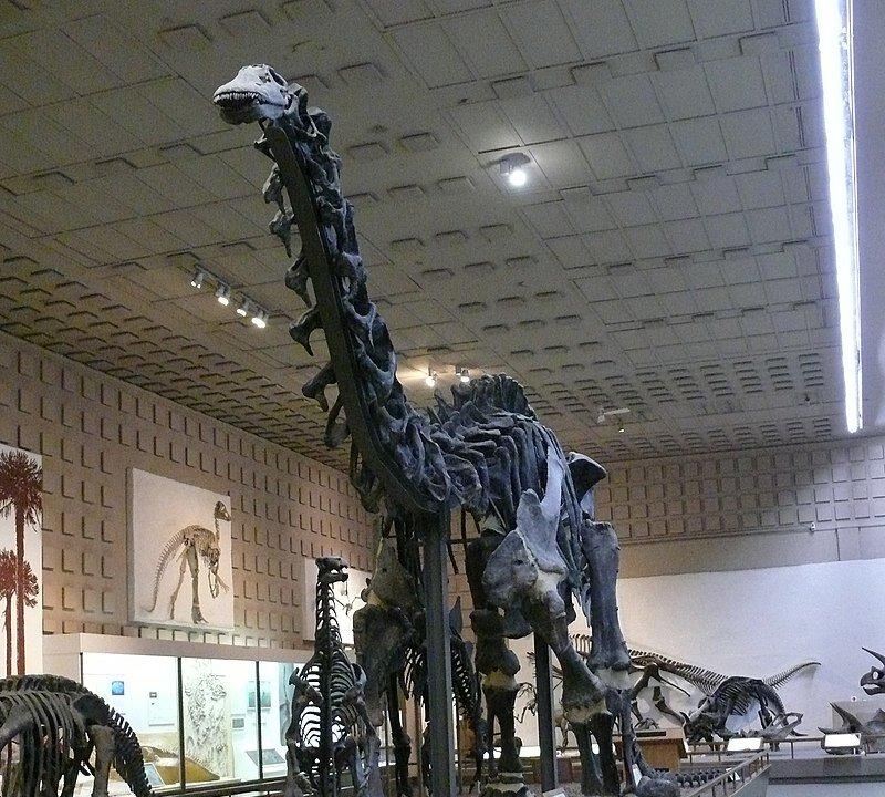 Profiles in History: William Harlow Reed: Wyoming’s Fossil Hunter