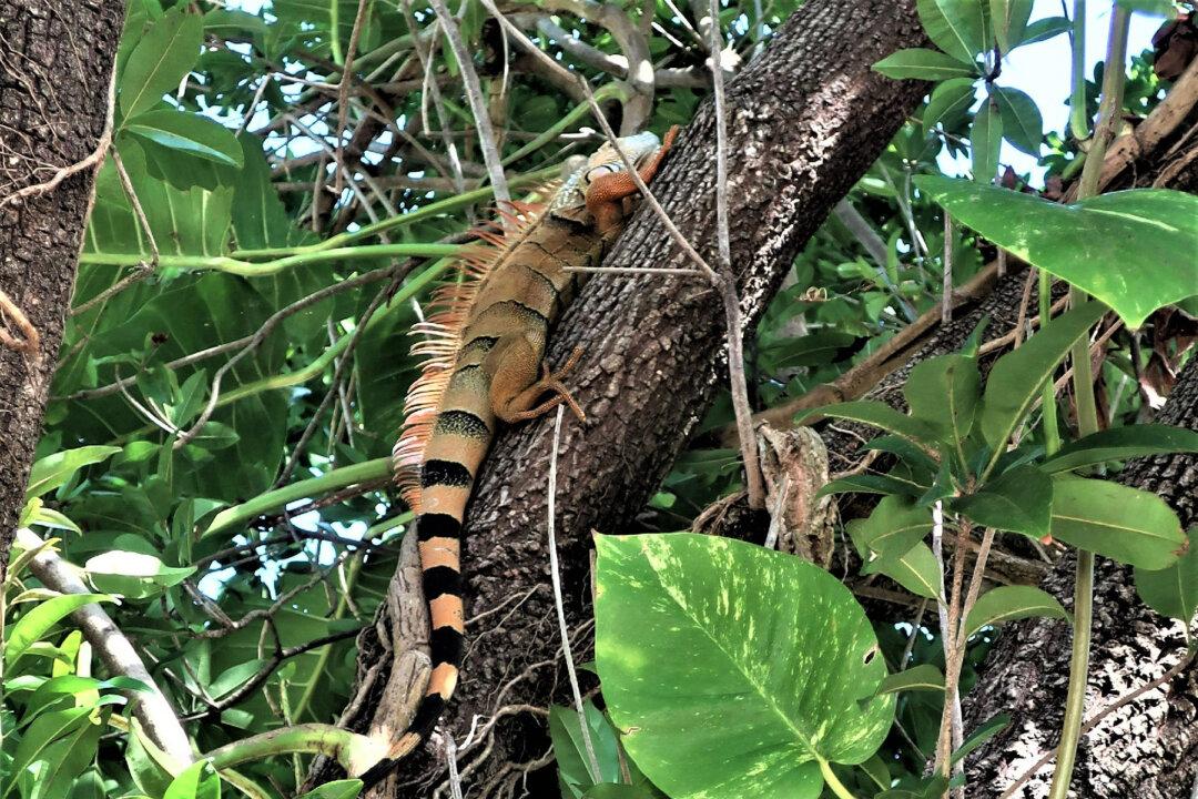 Lee County, Florida: Unanticipated Bonus Compliments of Hurricane Ian