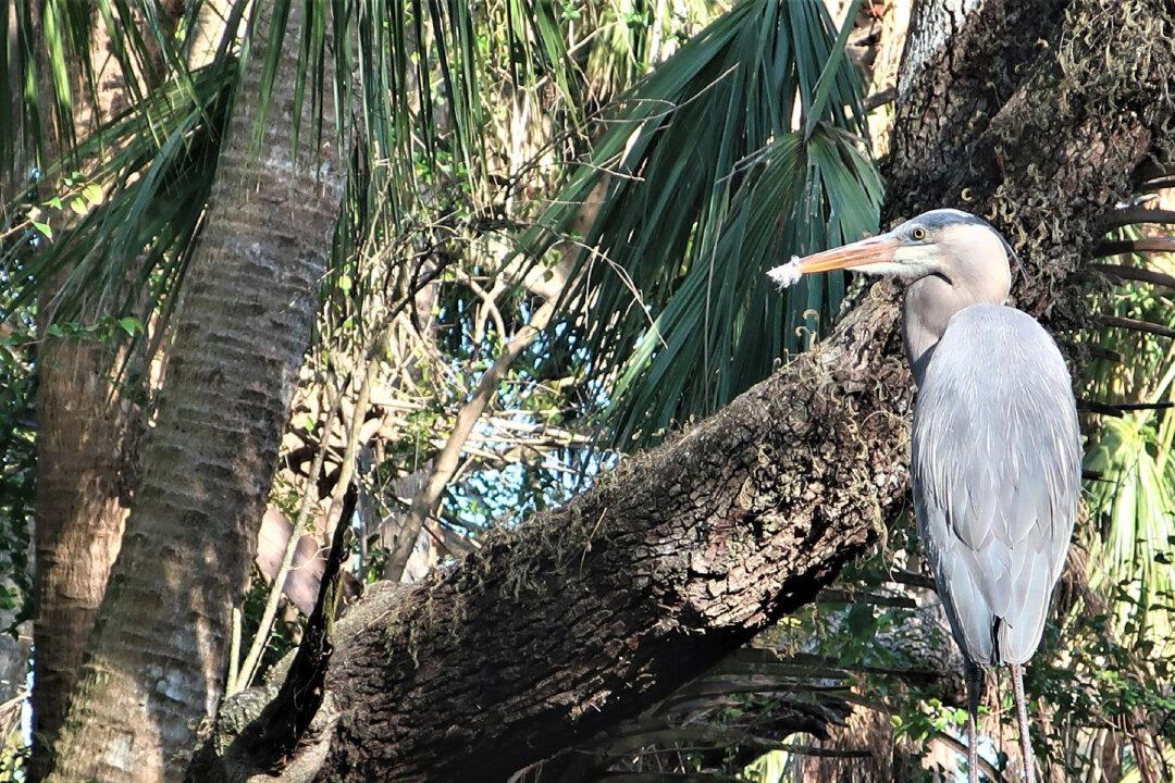 Museums, Swamps, and Native American History Await in Lee County, Florida