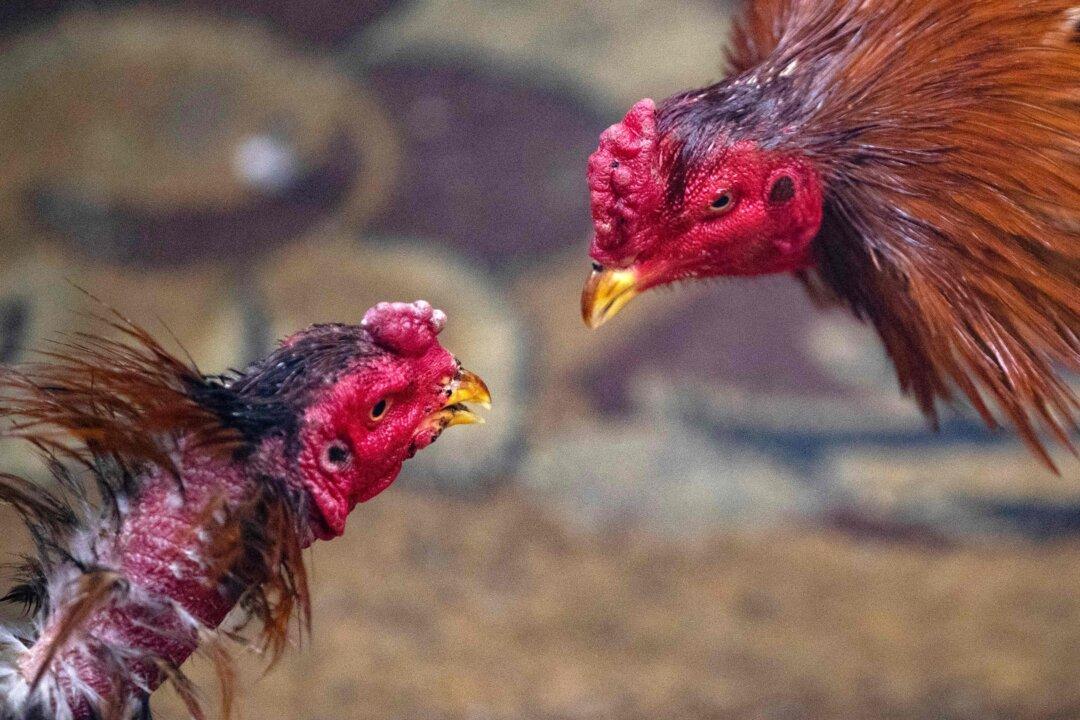 Police Say 5 People Shot, 2 Dead at Cockfight in Honolulu