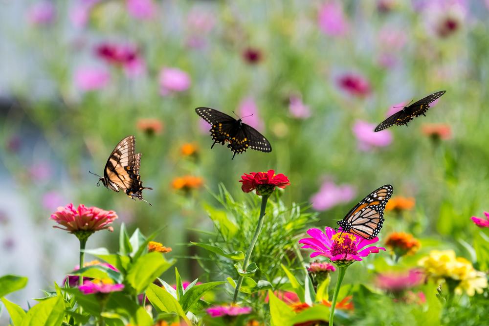 How to Attract Pollinators to Your Garden