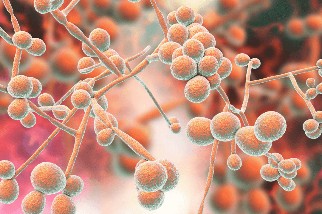 Fungal Infections Kill Millions, Yet Few Effective Treatments Are Available