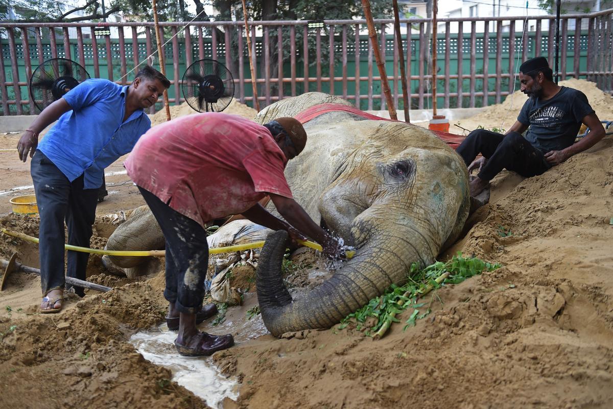 Pakistan Mulls Permanent Closure of Zoo Amid Economic Crisis