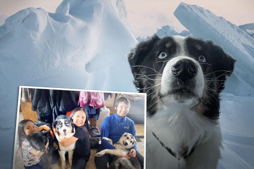 Australian Shepherd Pet Treks 150 Miles Across Bering Sea Ice—Returned to Home in Alaska After Month