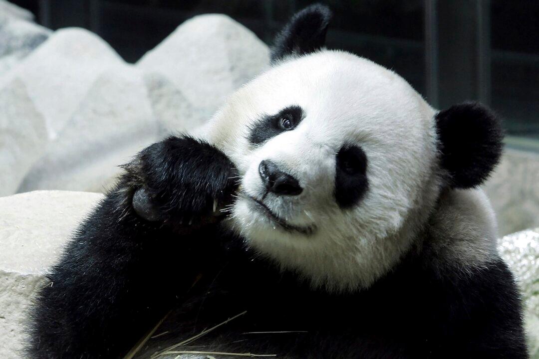Chinese Panda on Long-Term Loan to Thailand Dies Suddenly