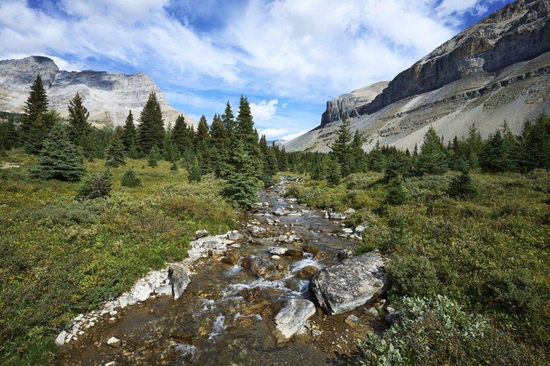 ‘Reckless’: Alberta Judge Fines BC Man $6,000 for Catching Trout in National Park