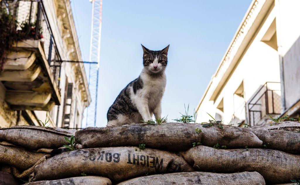 Curfews Could be Used in Australia’s War on Feral Cats