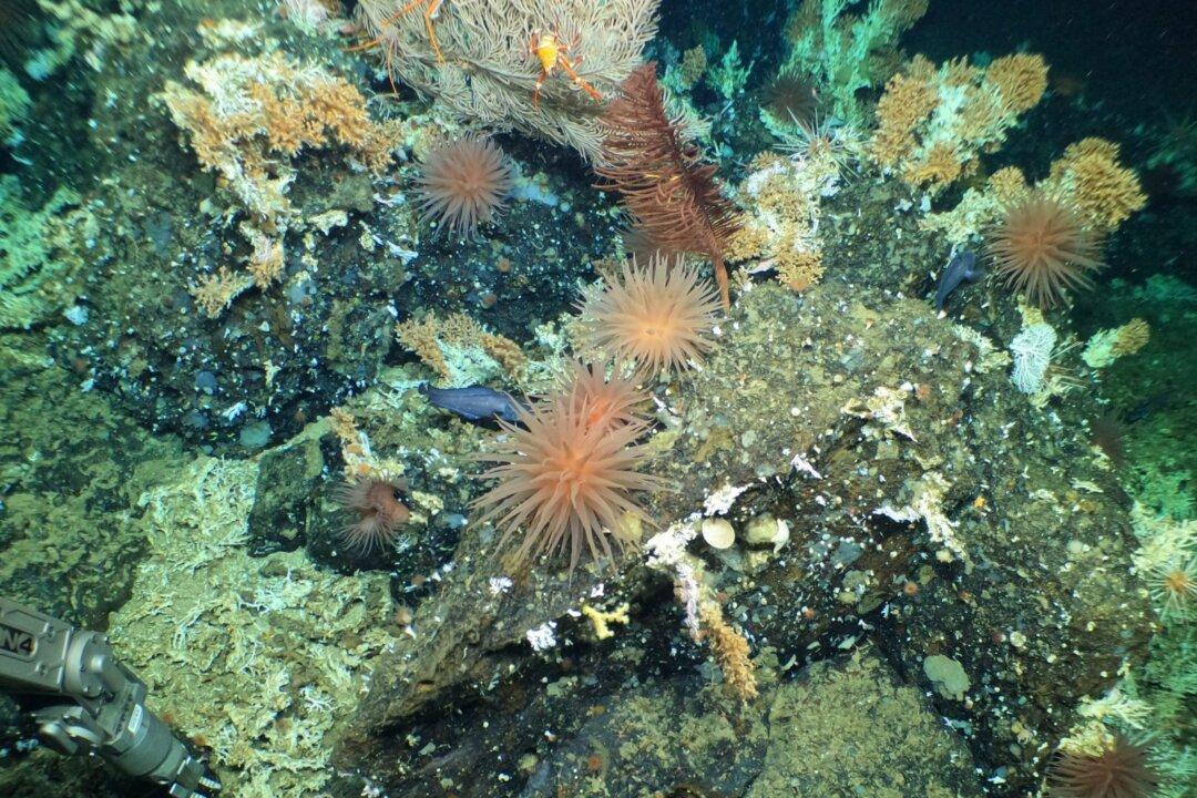 Newfoundland Researchers Find Rare Soft Coral Garden