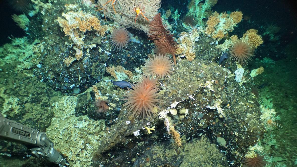 Newfoundland Researchers Find Rare Soft Coral Garden