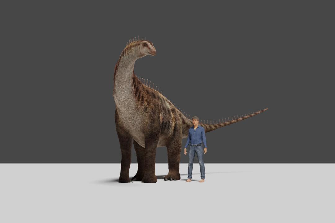 Curious Diner Makes Dinosaur Discovery in Chinese Restaurant