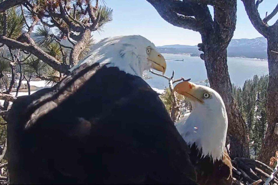 VIDEO: Hidden Camera Captures ‘Determined and Dedicated’ Bald Eagle Doting On His Wife