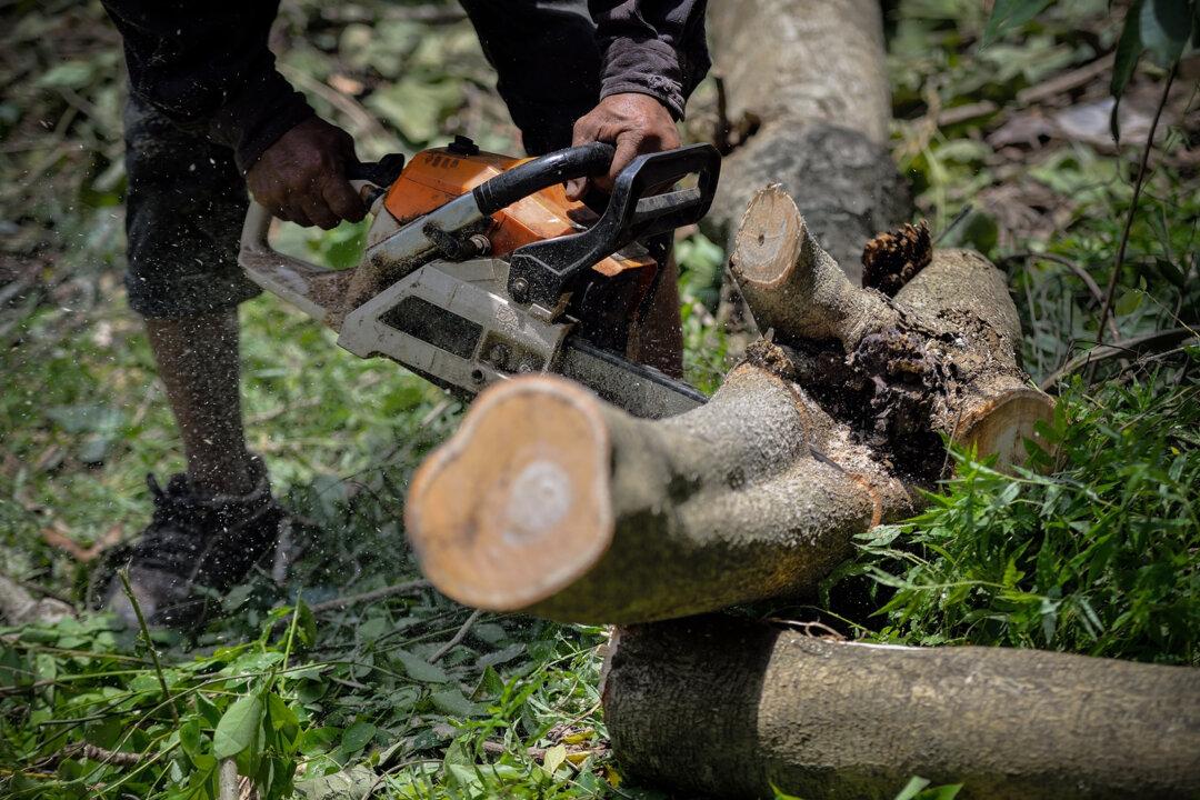 What Do I Need to Know About Tree Removal?