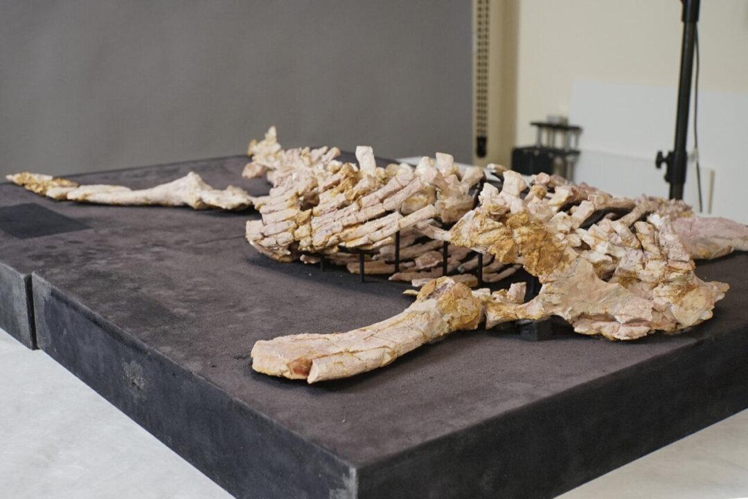 Groundbreaking Study Reveals Australian Dinosaur’s Last Supper