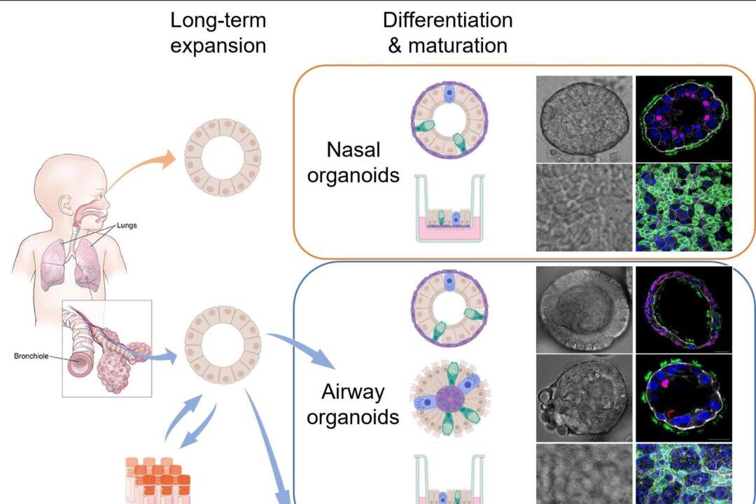 Omicron BA.5 Insights: New Model Reveals Primary Cause for High Infection Rates