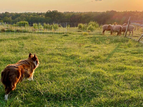 The Reids raise sheep on their farm in rural South Carolina. (Courtesy of the Reids)