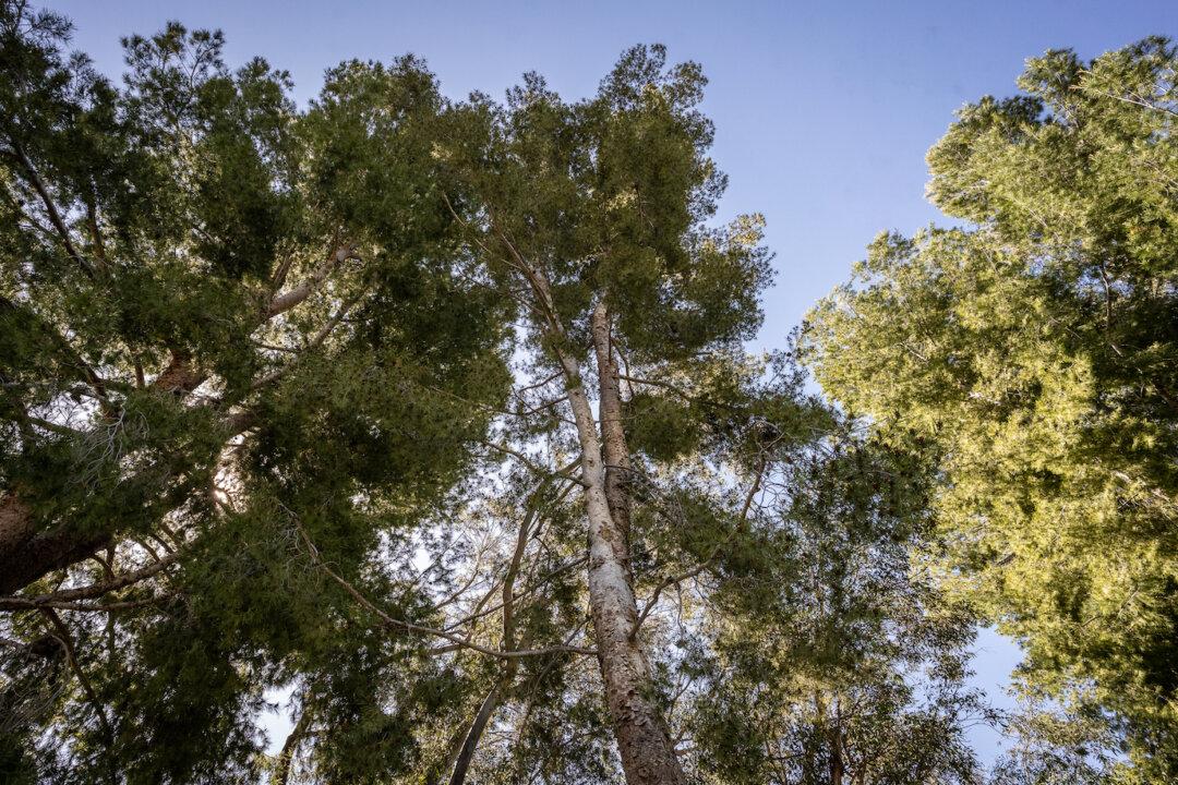 Yorba Linda Plans to Cut Down 40-Year-Old Pine Trees Despite Complaints