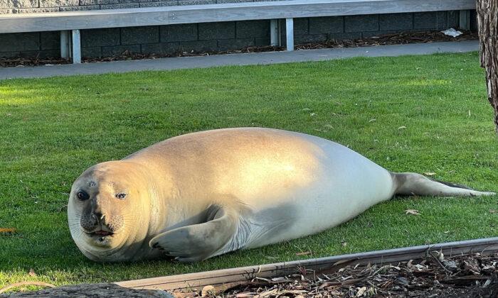Neil the Seal Relocated From Australian State Beach
