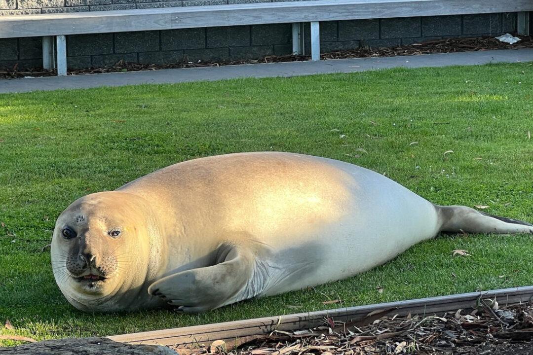 Neil the Seal Relocated From Australian State Beach