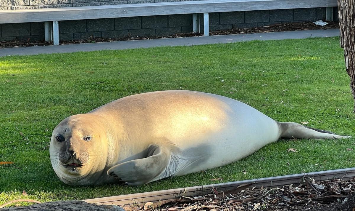 Neil the Seal Relocated From Australian State Beach