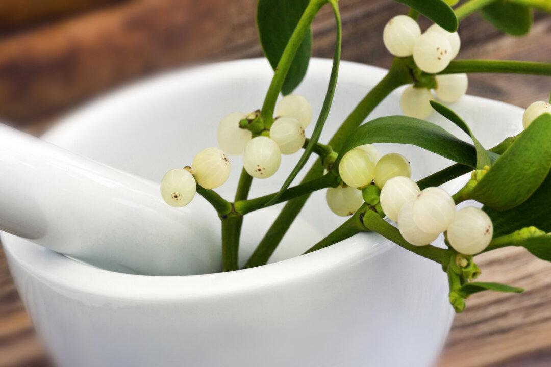 Intravenous Mistletoe Shows Potential as Cancer Therapy