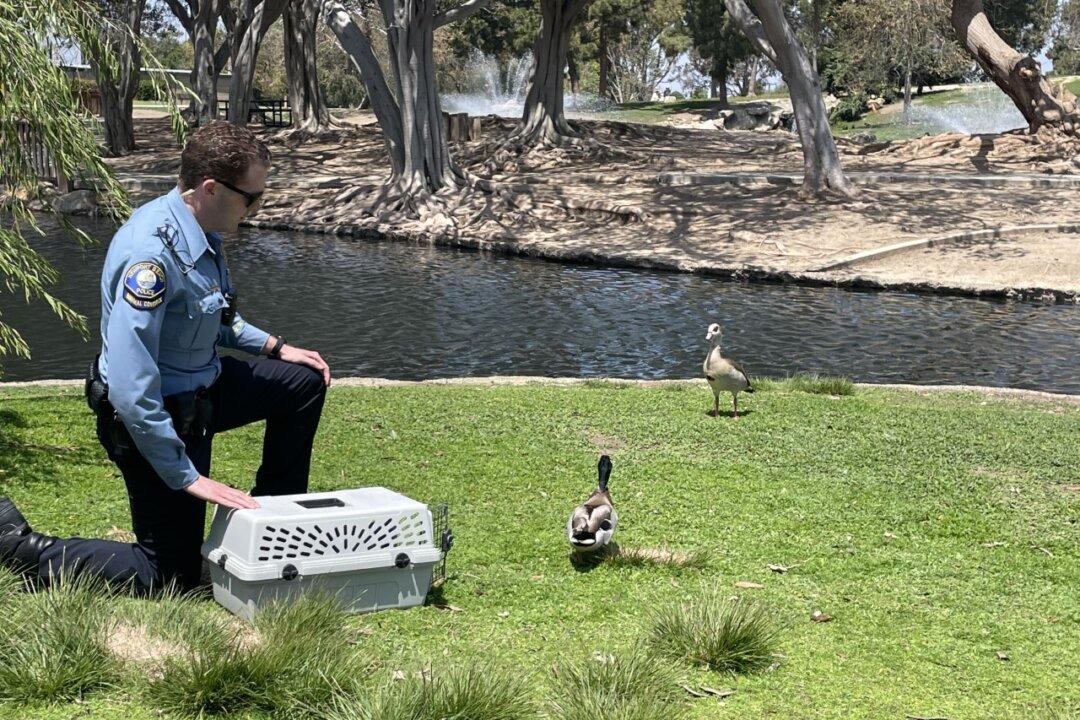 Mallard Duck Shot With Mini Crossbow Gun Gets 2nd Chance at Life