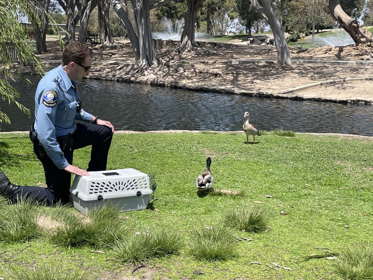 Mallard Duck Shot With Mini Crossbow Gun Gets 2nd Chance at Life